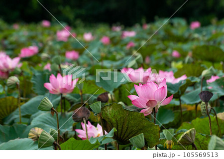 花 フラワー お花 105569513
