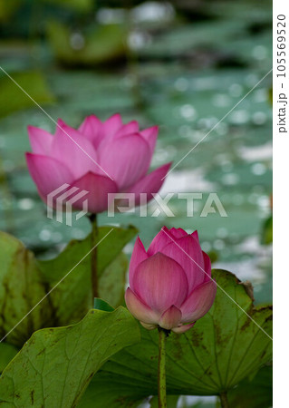 花 フラワー お花 105569520