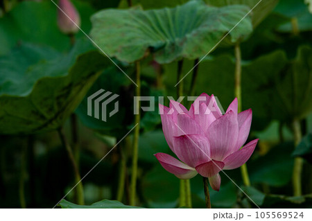 花 フラワー お花 105569524