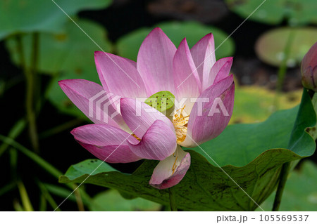 花 フラワー お花 105569537