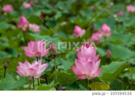 花 フラワー お花 105569538
