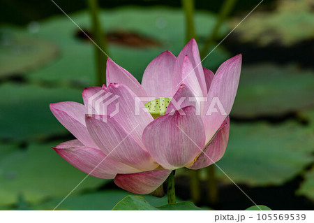 花 フラワー お花 105569539