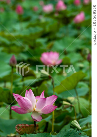 花 フラワー お花 105569550