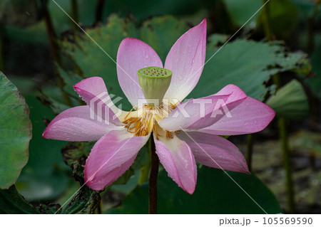 花 フラワー お花 105569590