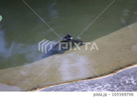 池の水面から1匹のカメが顔を覗かせている風景 105569706
