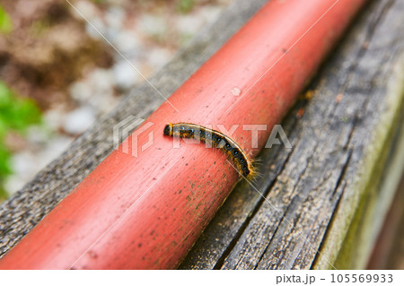 Macro Eastern Tent Caterpillar on top of red pipe Macro Eastern Tent Caterpillar on top of red pipe 105569933