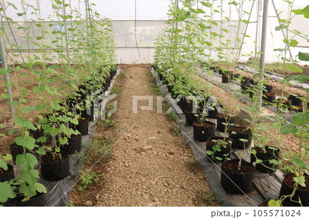 Little melon tree in hydroponic system on farm Little melon tree in hydroponic system on farm 105571024