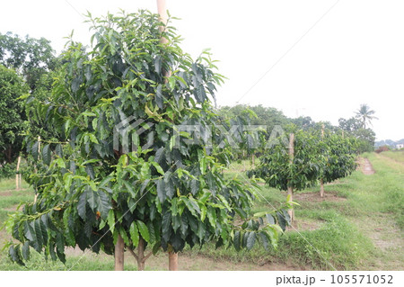 coffee tree plant on farm 105571052