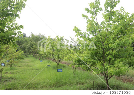 Asimina triloba tree also called Pawpaw on farm 105571056