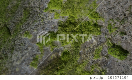 渋い背景素材 岩 苔 石 渋い背景素材 岩 苔 石 105571194