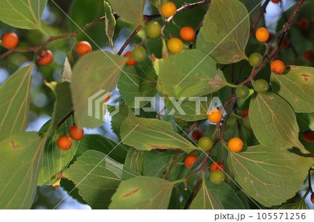 自然　植物　エノキ、夏の果実。緑色の葉の間にオレンジ色や黄色の小さな果実がたくさん 105571256