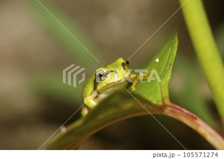 アマガエルの幼体 アマガエルの幼体 105571274