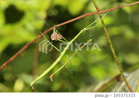 エダナナフシ 105571315