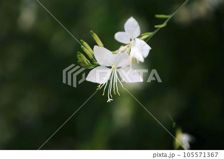 風に舞う、白いハクチョウソウの花 風に舞う、白いハクチョウソウの花 105571367