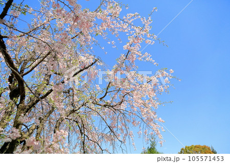 満開 しだれ桜の花 満開 しだれ桜の花 105571453