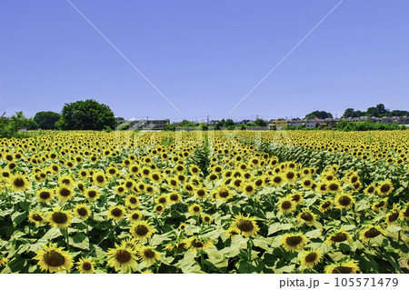 東京都　清瀬ひまわりフェスティバル　都内最大級十万本のひまわり畑 105571479