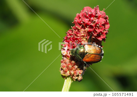 ワレモコウの花に止まるマメコガネ ワレモコウの花に止まるマメコガネ 105571491