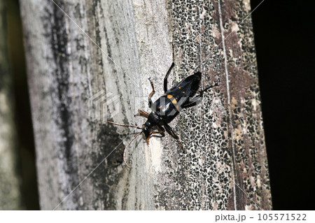 オオヨツボシハナカミキリ オオヨツボシハナカミキリ 105571522