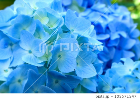 青い紫陽花のアップ 105571547