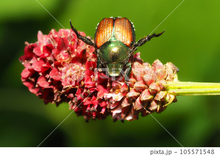 ワレモコウの花に止まるマメコガネ 105571548
