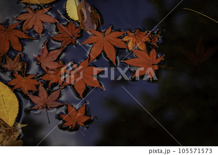 水面に浮かぶ紅葉の写真素材 [105571573] - PIXTA