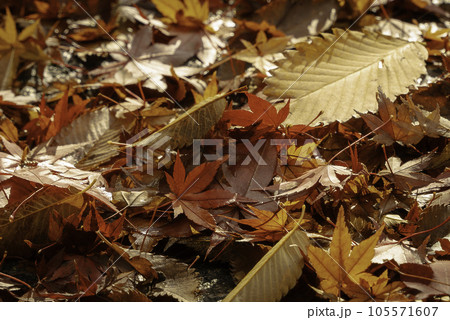 紅葉の落ち葉 紅葉の落ち葉 105571607