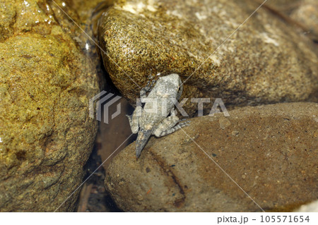 カジカガエル幼体 105571654