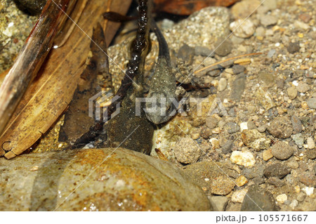 カジカガエル幼体 105571667