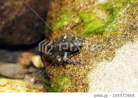 カジカガエル幼体 105571668
