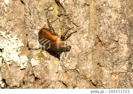 樹液を吸うカナブン 樹液を吸うカナブン 105571725