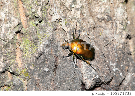 樹液を吸うカナブン 樹液を吸うカナブン 105571732