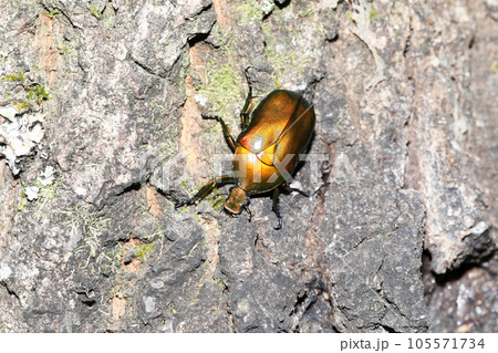 樹液を吸うカナブン 樹液を吸うカナブン 105571734