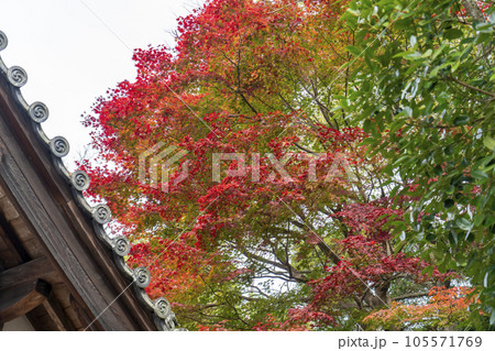 紅葉に包まれた二月堂茶所 105571769