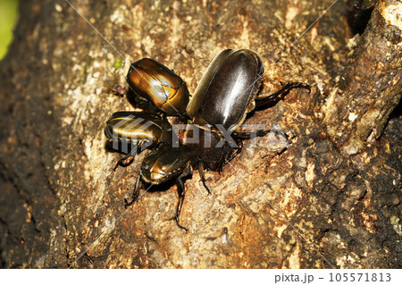 樹液を吸いに集まったカナブンとカブトムシ 105571813