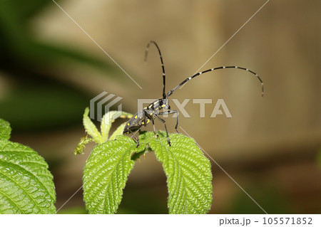 キボシカミキリ 105571852