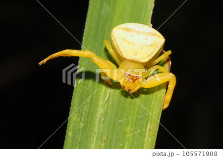 アズチグモ（メス） 105571908