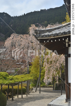 善峯寺の桜 105571946