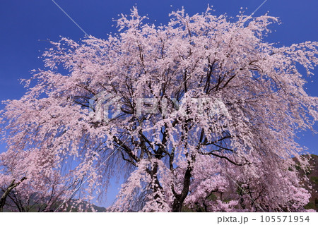 長野県伊那市高遠町勝間　薬師の桜と呼ばれる勝間薬師堂の満開のシダレザクラ 105571954