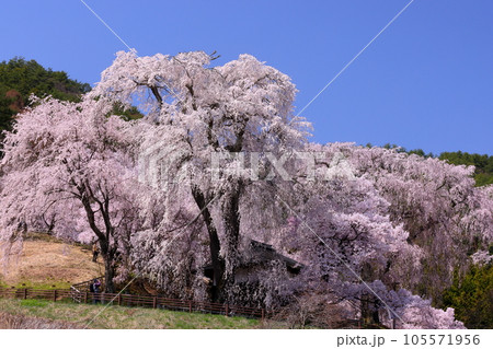 長野県伊那市高遠町勝間　薬師の桜と呼ばれる勝間薬師堂の満開のシダレザクラ 105571956