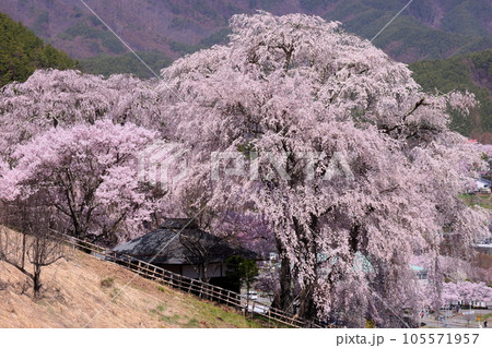 長野県伊那市高遠町勝間　薬師の桜と呼ばれる勝間薬師堂の満開のシダレザクラ 105571957