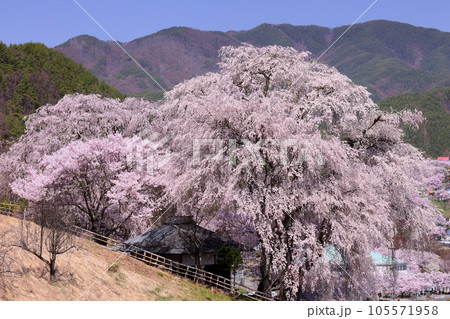 長野県伊那市高遠町勝間　薬師の桜と呼ばれる勝間薬師堂の満開のシダレザクラ 105571958