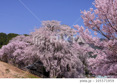 長野県伊那市高遠町勝間　薬師の桜と呼ばれる勝間薬師堂の満開のシダレザクラ 105571959