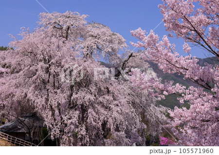 長野県伊那市高遠町勝間　薬師の桜と呼ばれる勝間薬師堂の満開のシダレザクラ 105571960