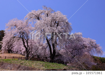 長野県伊那市高遠町勝間　薬師の桜と呼ばれる勝間薬師堂の満開のシダレザクラ 105571961