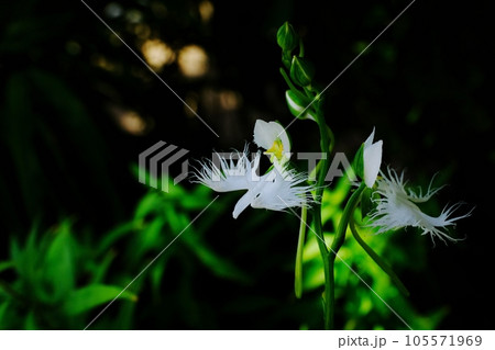 サギ草 世田谷区フラワーランド サギ草 世田谷区フラワーランド 105571969