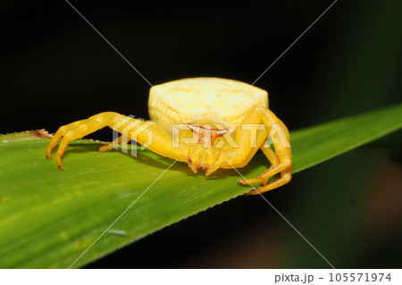 アズチグモ（メス） 105571974