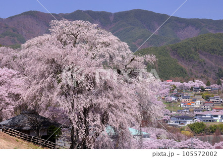 長野県伊那市高遠町勝間　薬師の桜と呼ばれる勝間薬師堂の満開のシダレザクラと奥に見える高遠城址公園 105572002