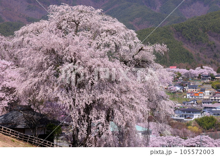 長野県伊那市高遠町勝間　薬師の桜と呼ばれる勝間薬師堂の満開のシダレザクラと奥に見える高遠城址公園 105572003