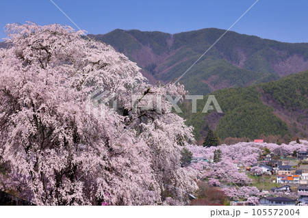 長野県伊那市高遠町勝間　薬師の桜と呼ばれる勝間薬師堂の満開のシダレザクラと奥に見える高遠城址公園 105572004