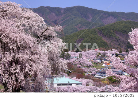 長野県伊那市高遠町勝間 薬師の桜と呼ばれる勝間薬師堂の満開のシダレザクラと奥に見える高遠城址公園 長野県伊那市高遠町勝間 薬師の桜と呼ばれる勝間薬師堂の満開のシダレザクラと奥に見える高遠城址公園 105572005